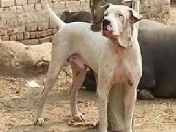 bully_kutta_20211206_1267016139